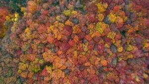 Buchenwald Hainich im Herbst